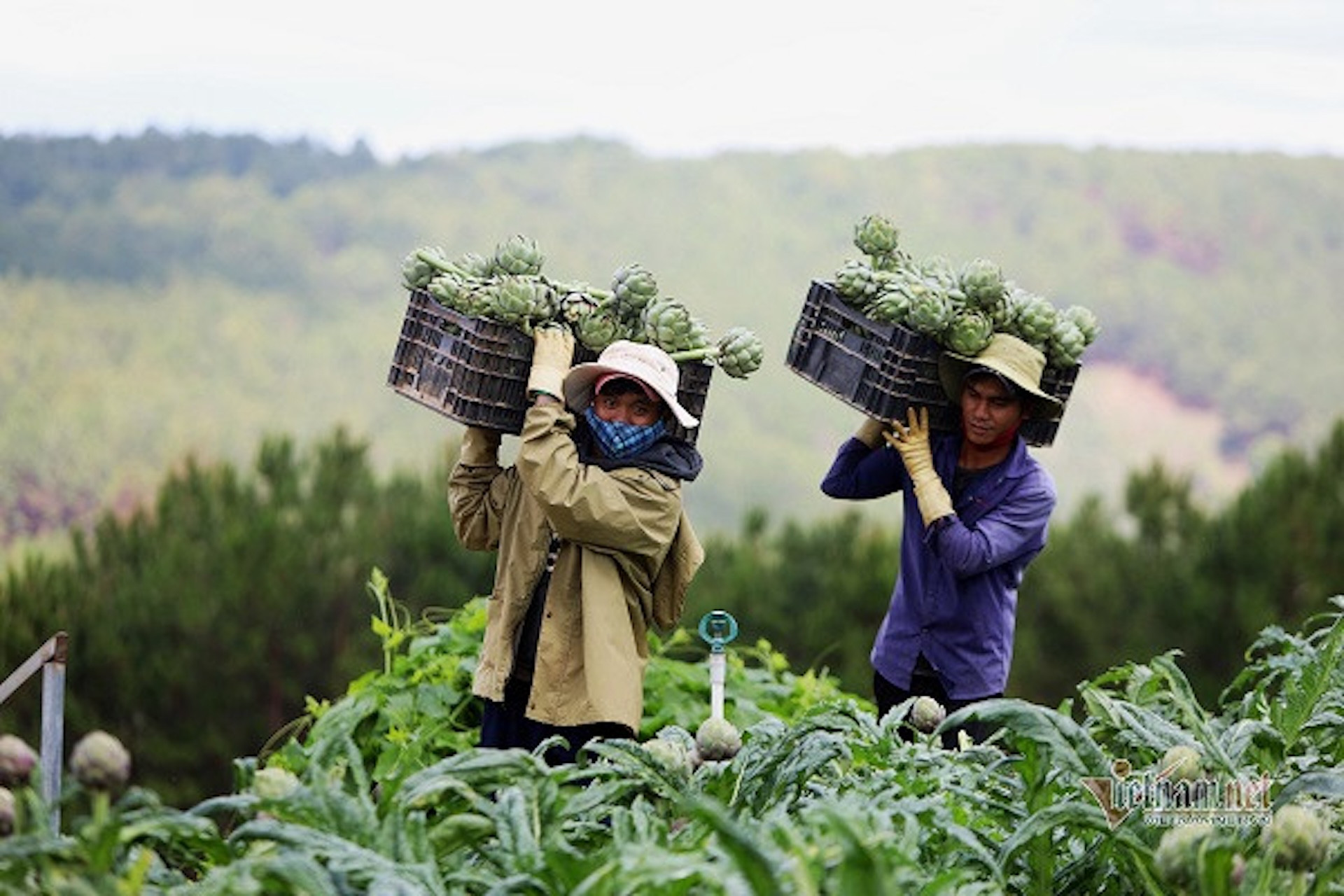 hung yen giamngheo.jpg