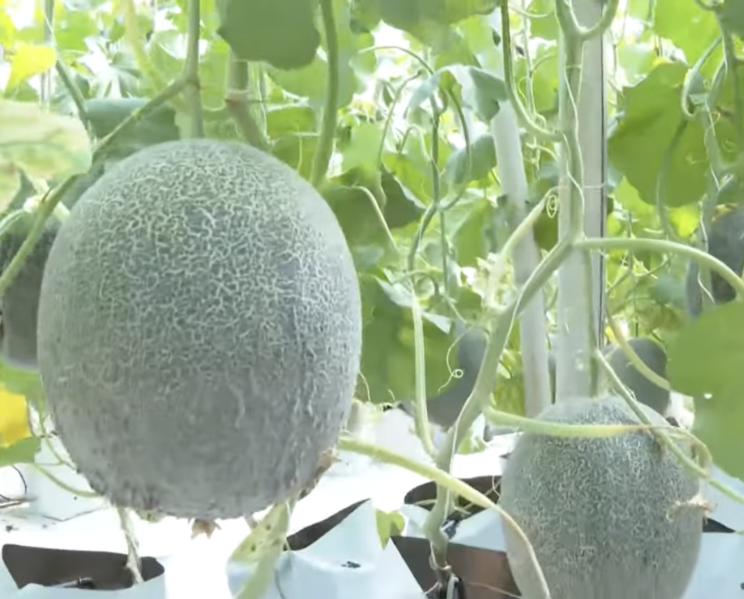 Khánh Hòa: Chú trọng chuyển đổi số trong xây dựng nông thôn mới