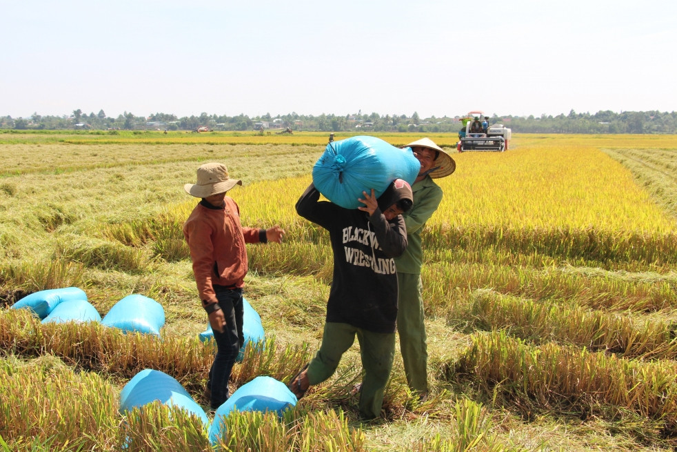 Hơn 7 triệu ha lúa, ngành trồng trọt cấp thiết xây dựng cơ sở dữ liệu số