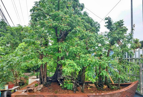 Ông lão Hậu Giang sở hữu cây khế 19 thân, khách trả bao nhiêu cũng không bán