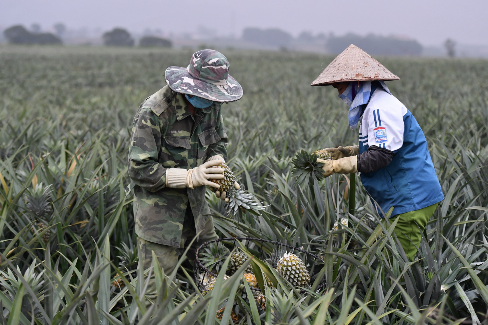 Thứ trưởng Nguyễn Hoàng Hiệp: Sẽ ban hành khung kiến trúc dữ liệu nông nghiệp