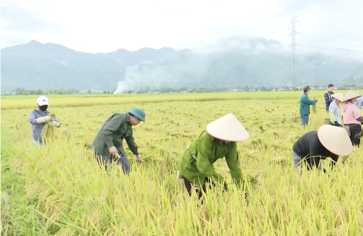 Sơn La: Chuyển đổi số trong quản lý mã số vùng trồng