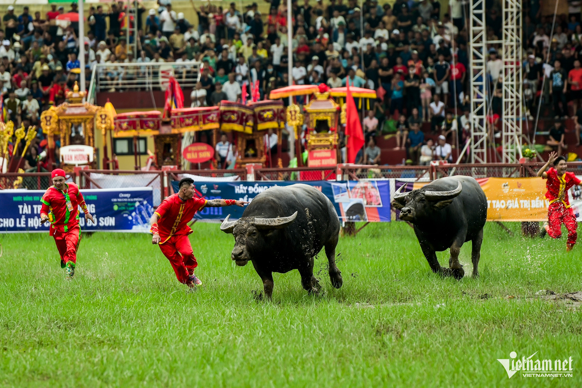 W-thi đấu chọi trâu đồ sơn_1.jpg