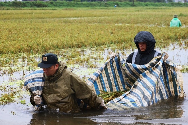 Nước ngập trắng đồng ở Chương Mỹ, 100 cảnh sát gặt lúa giúp dân