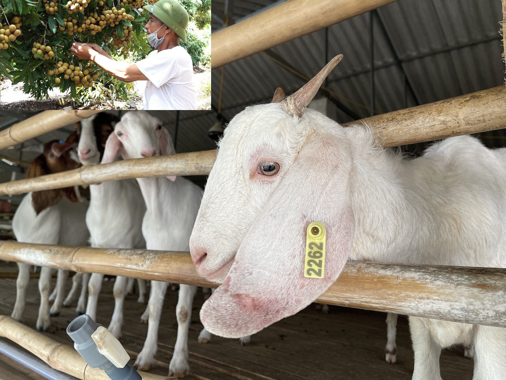 IMG_4058 used MS dê NTM Sơn La.jpg