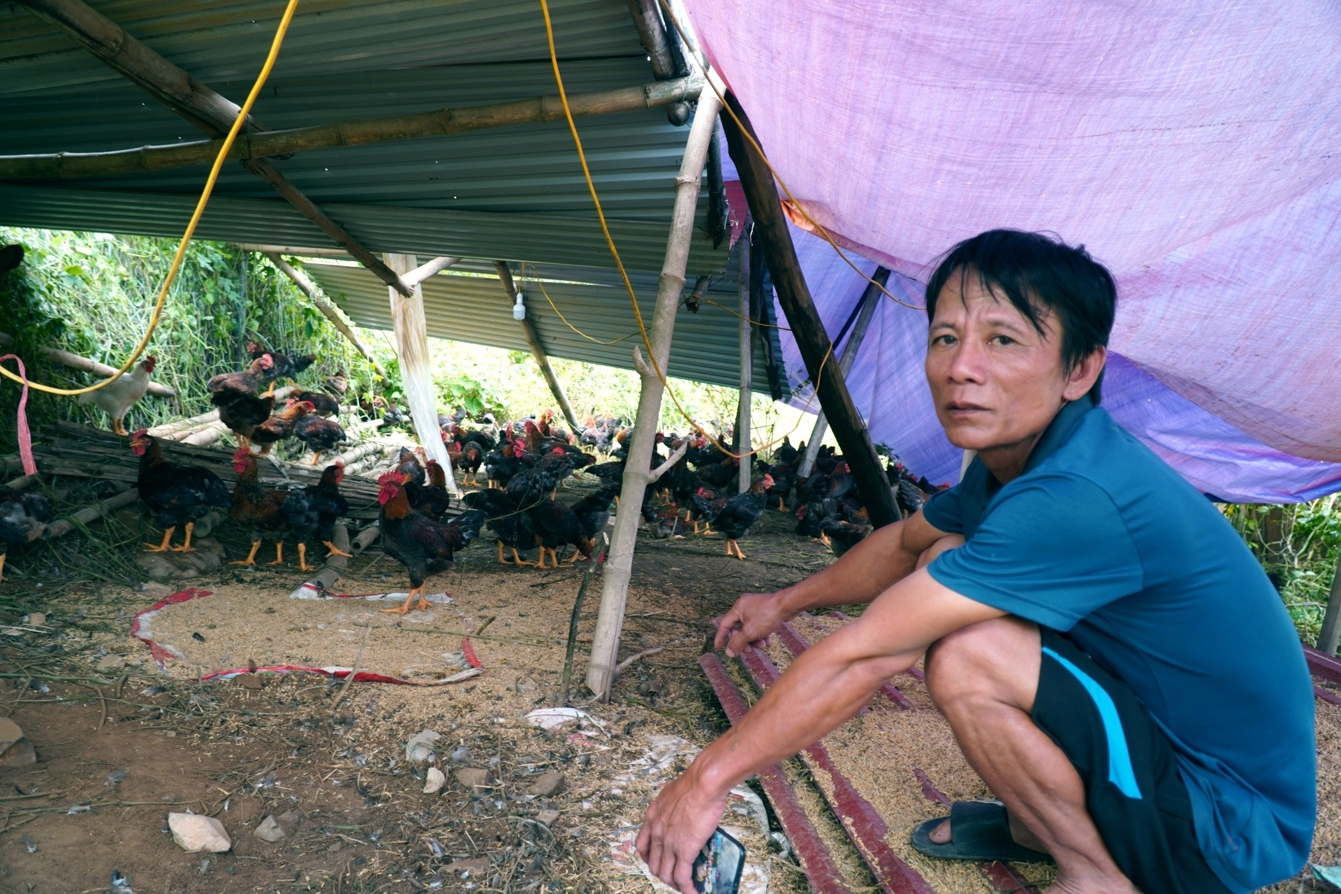 Hơn 700 ngôi nhà ngập trắng, dân mang lợn lên đê dựng lán chăn nuôi