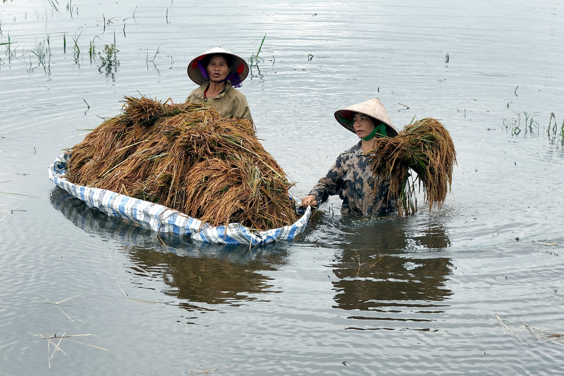 Người Hà Nội lội ruộng mót lúa ngâm nước sau bão Yagi