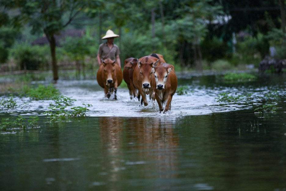 30 con bò giống cho hộ nghèo, cận nghèo