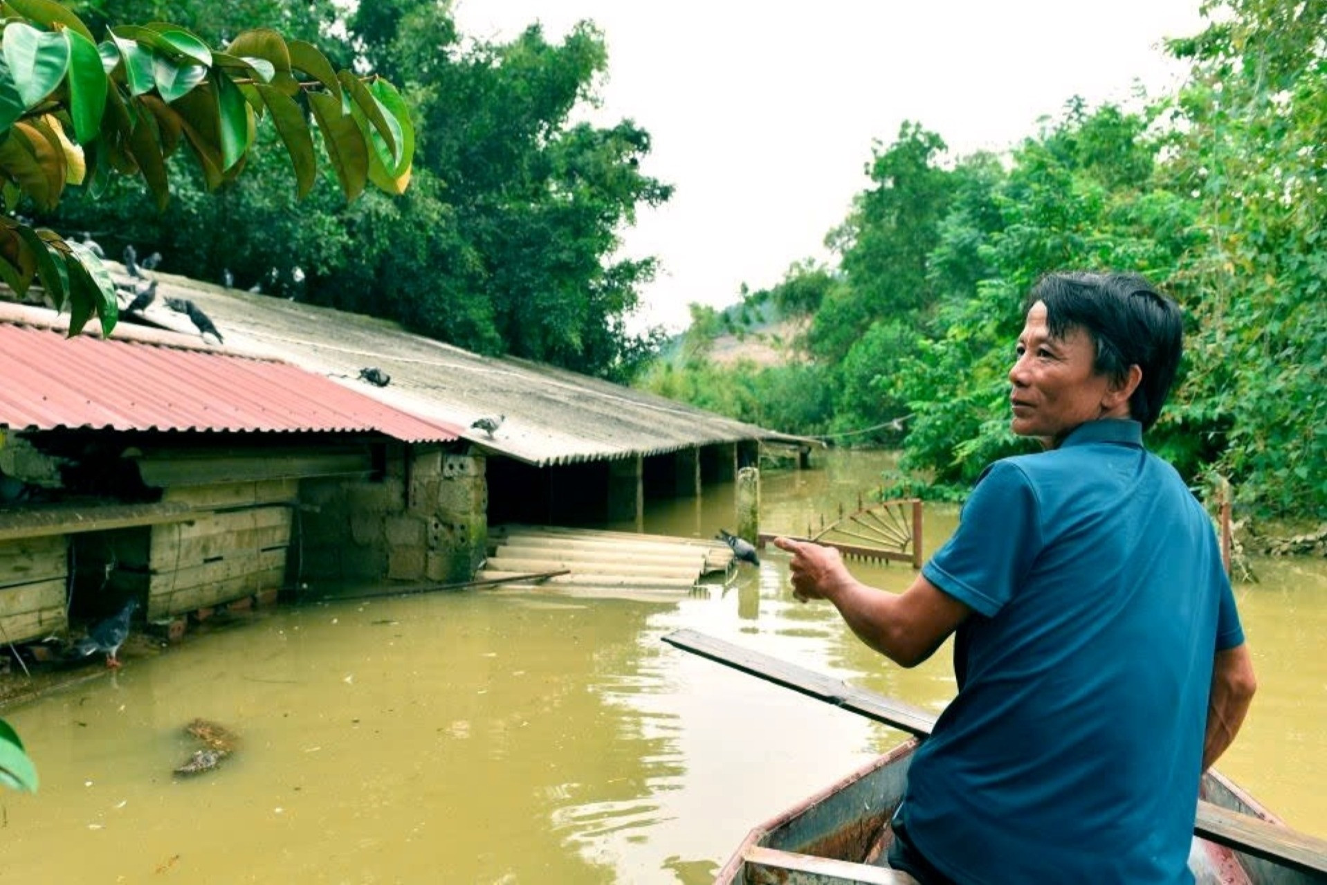 Chớp mắt, nước gần lút mái nhà, lão nông Thanh Hóa mất trắng hàng hecta ao cá