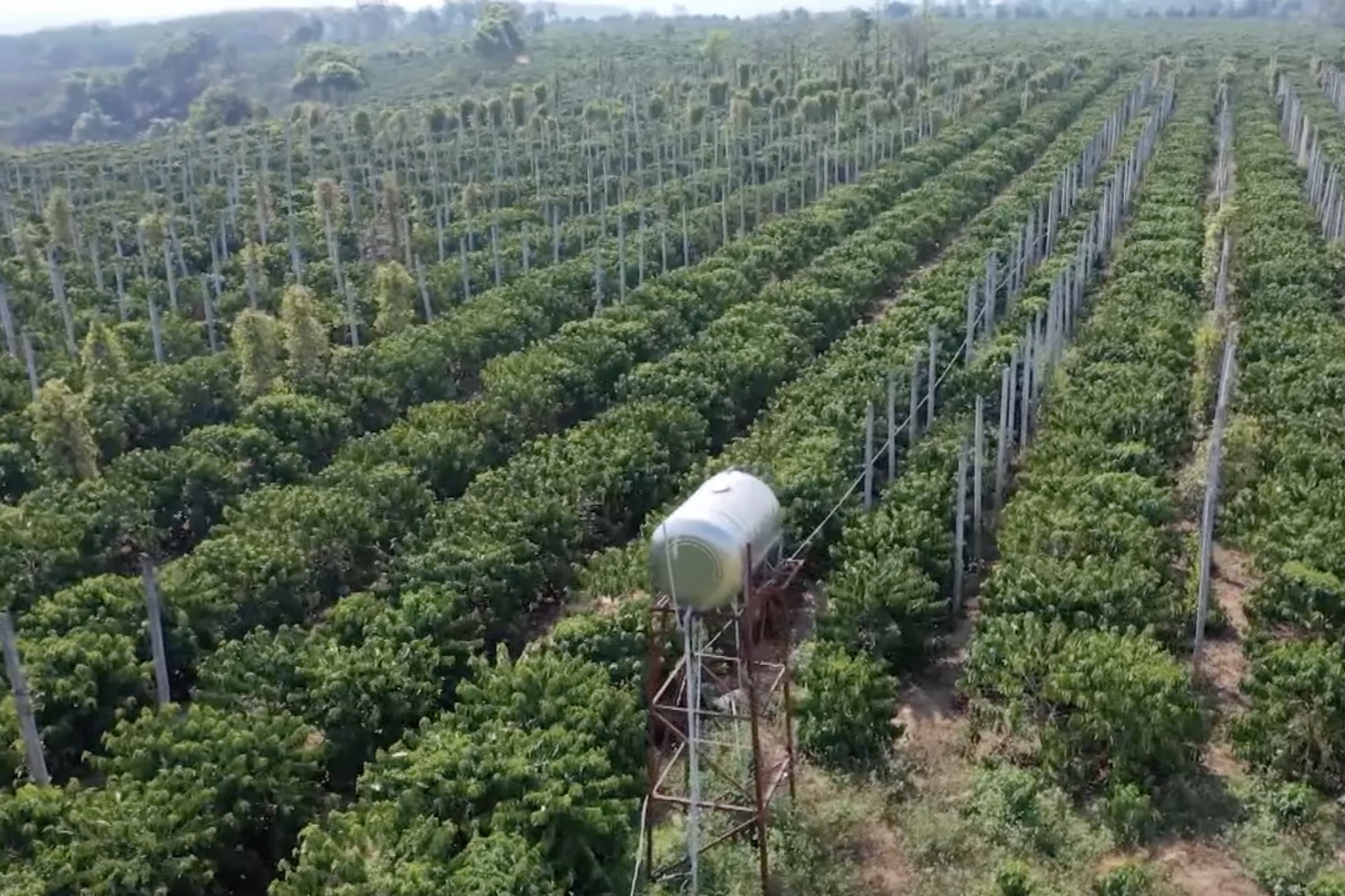 NTM  Kon Plông: Thúc đẩy trồng các loại cây ăn quả có giá trị kinh tế cao