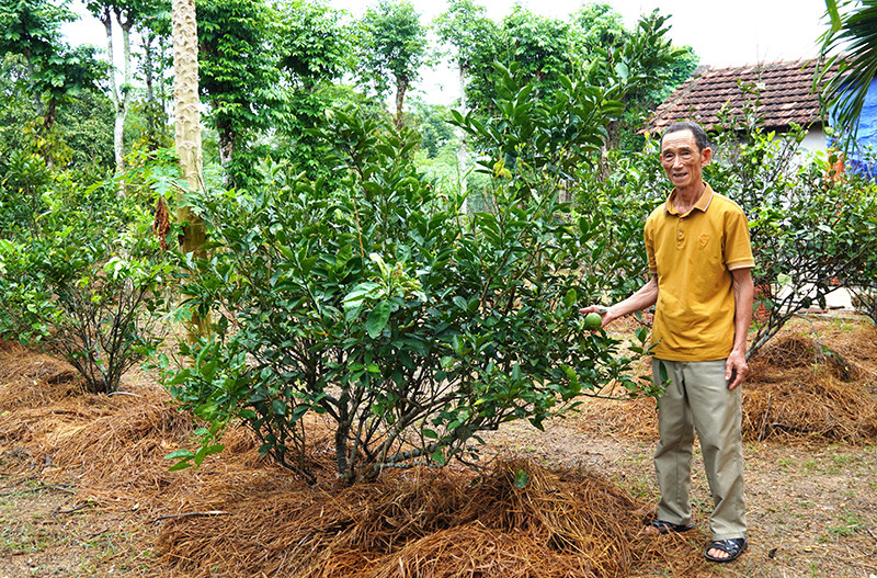 Ảnh 1: Vườn mẫu của ông Lê Thế Tào, xã Mai Thuỷ, huyện Lệ Thuỷ đã được thẩm định, đánh giá đạt chuẩn vườn mẫu nông thôn mới.