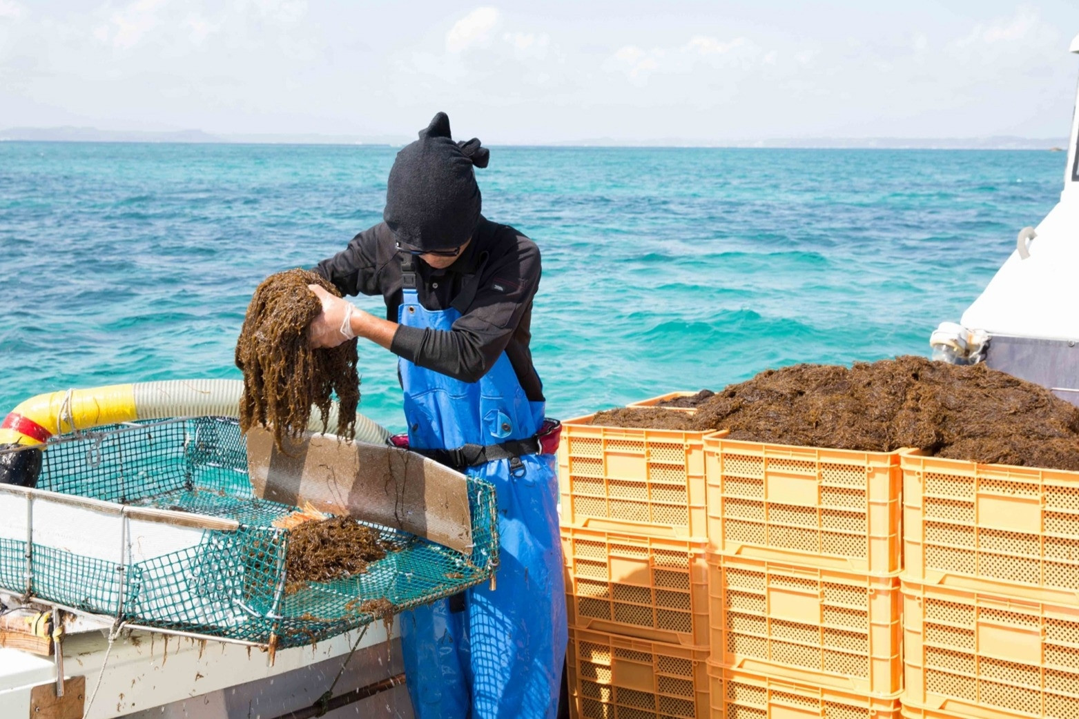 Công dụng tuyệt vời của tảo nâu Okinawa Mozuku