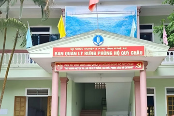 Thu tiền dân vào rừng khai thác măng, 4 cán bộ bị khởi tố