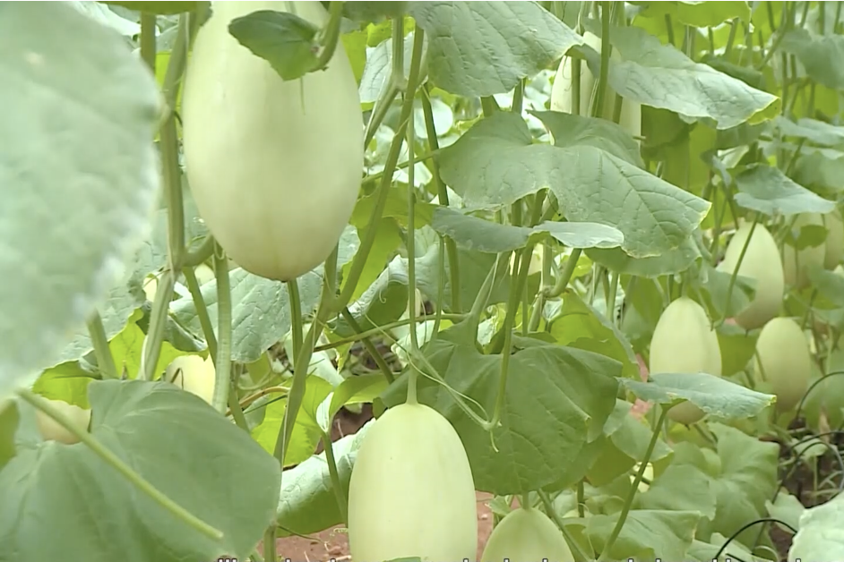 Bà Rịa-Vũng Tàu khuyến khích doanh nghiệp đầu tư vào nông nghiệp nông thôn