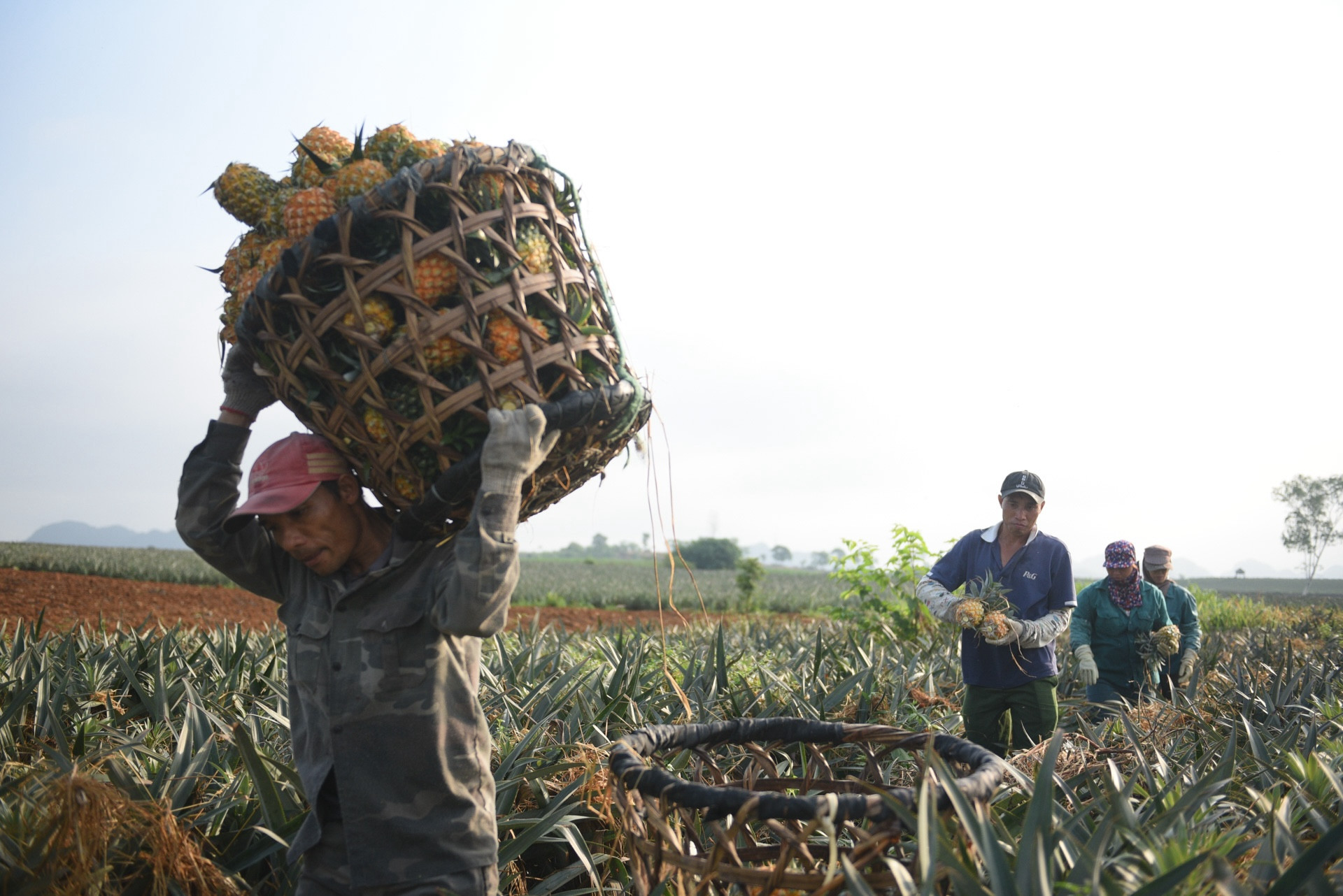 Nguồn vốn tín dụng: Chỗ dựa cho nông dân nghèo Mường Chà