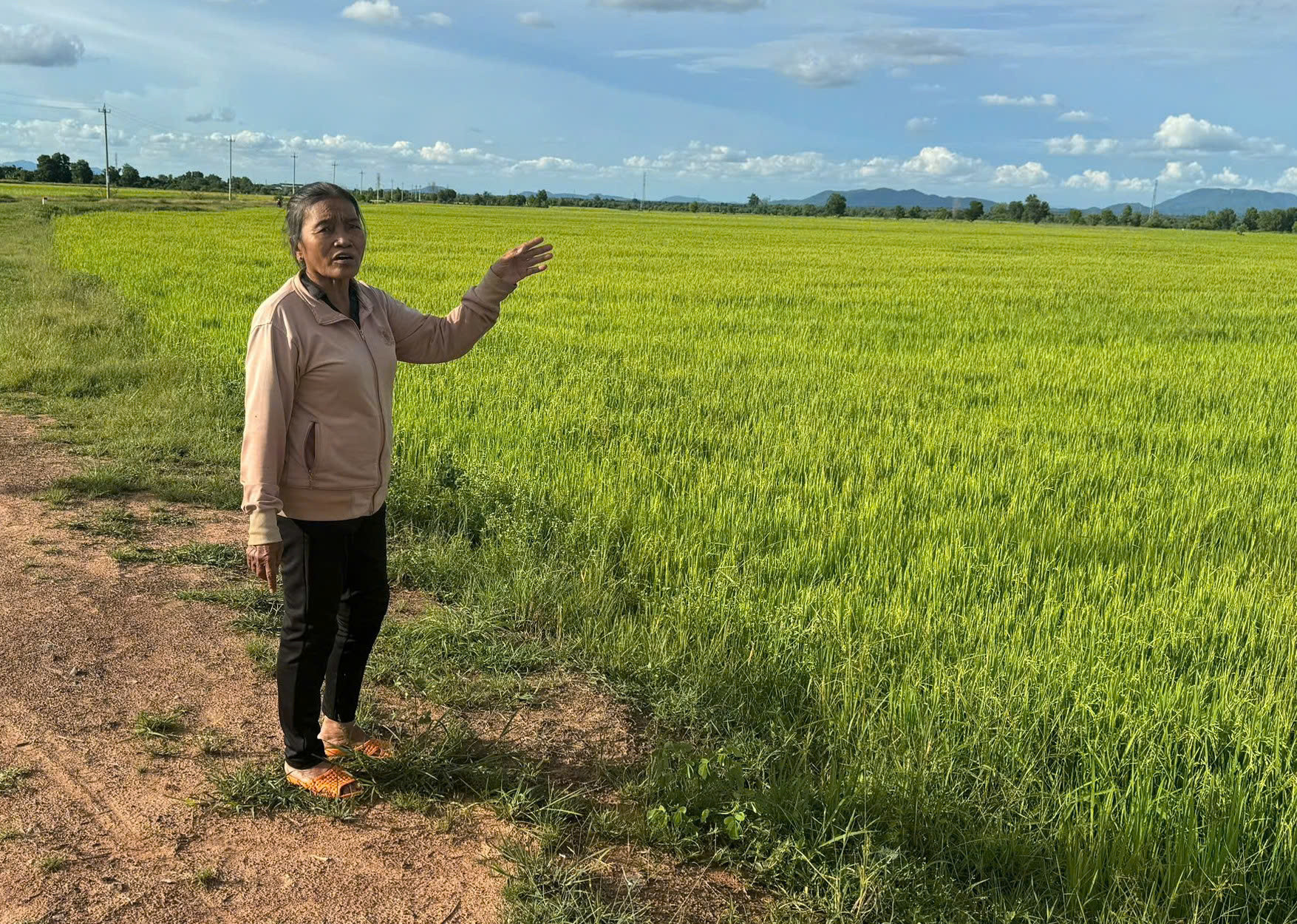 Xin vào Đảng 2.jpg