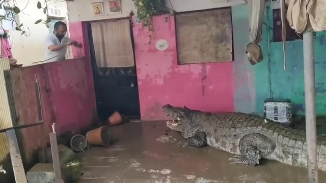 ca sau khong lo xuat hien truoc hien nha sau lu 17249847312871713871987.jpg