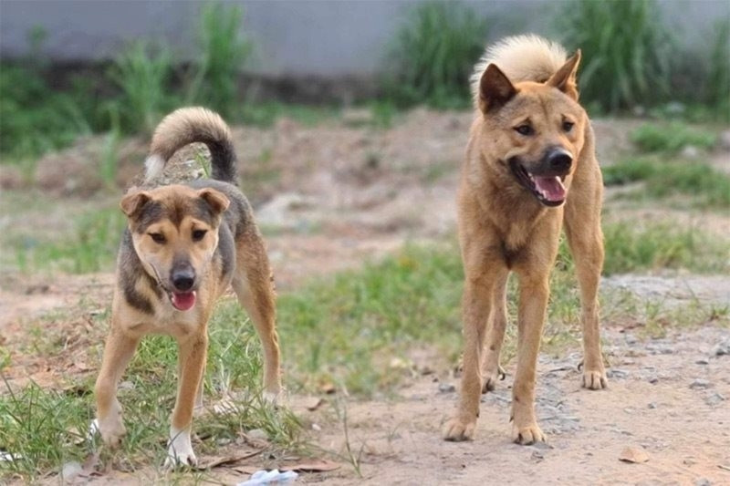 Hai vợ chồng bị chó cắn, sau 3 tháng người vợ có triệu chứng lạ rồi tử vong