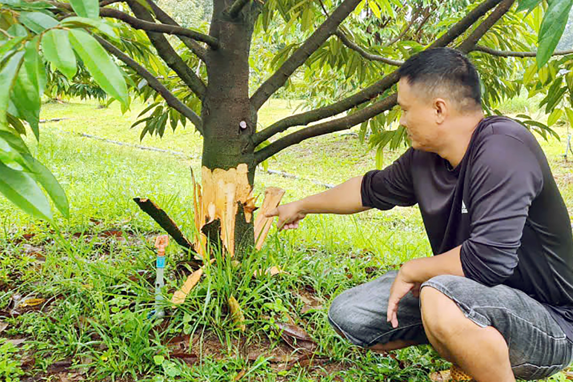 Lặng người nhìn vườn sầu riêng bị kẻ xấu lột sạch vỏ dưới gốc