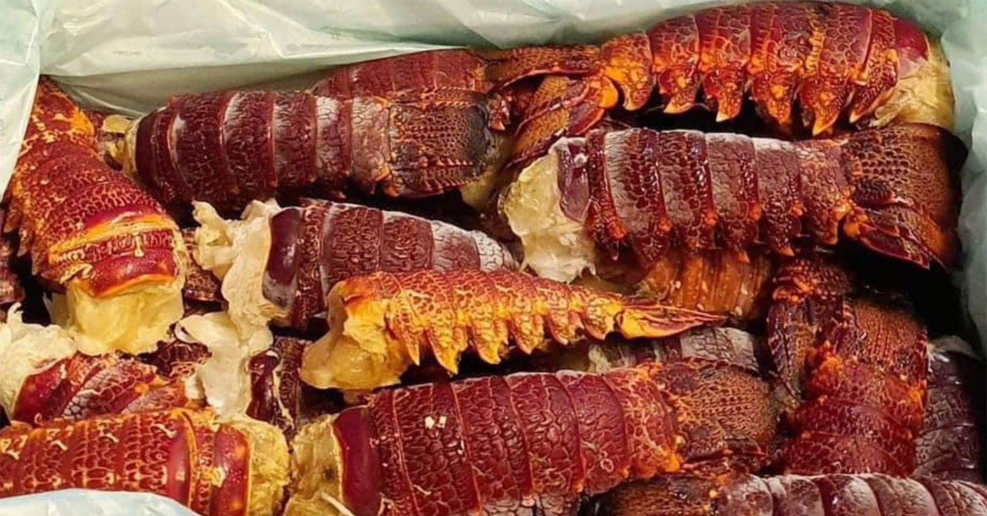 Sự thật về đuôi tôm hùm Úc thượng hạng giá rẻ; giật mình vì giá thịt