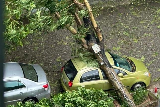 Xót xa cây đổ đè lên ô tô trong bão, tiết kiệm thành ra tốn bạc triệu sửa xe