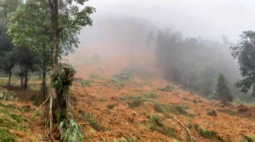 baolaocai br_si 8 5485.jpg