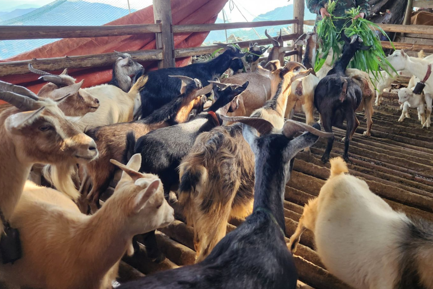 Chuyển đổi chăn nuôi dê sinh sản hỗ trợ người dân vùng cao Hà Giang thoát nghèo