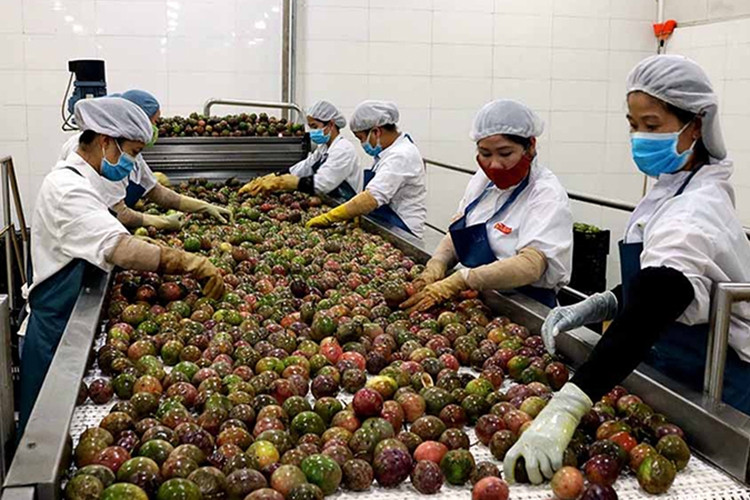 Lọt top xuất khẩu lớn nhất thế giới, một loại quả Việt Nam đón tin vui từ Úc, Mỹ