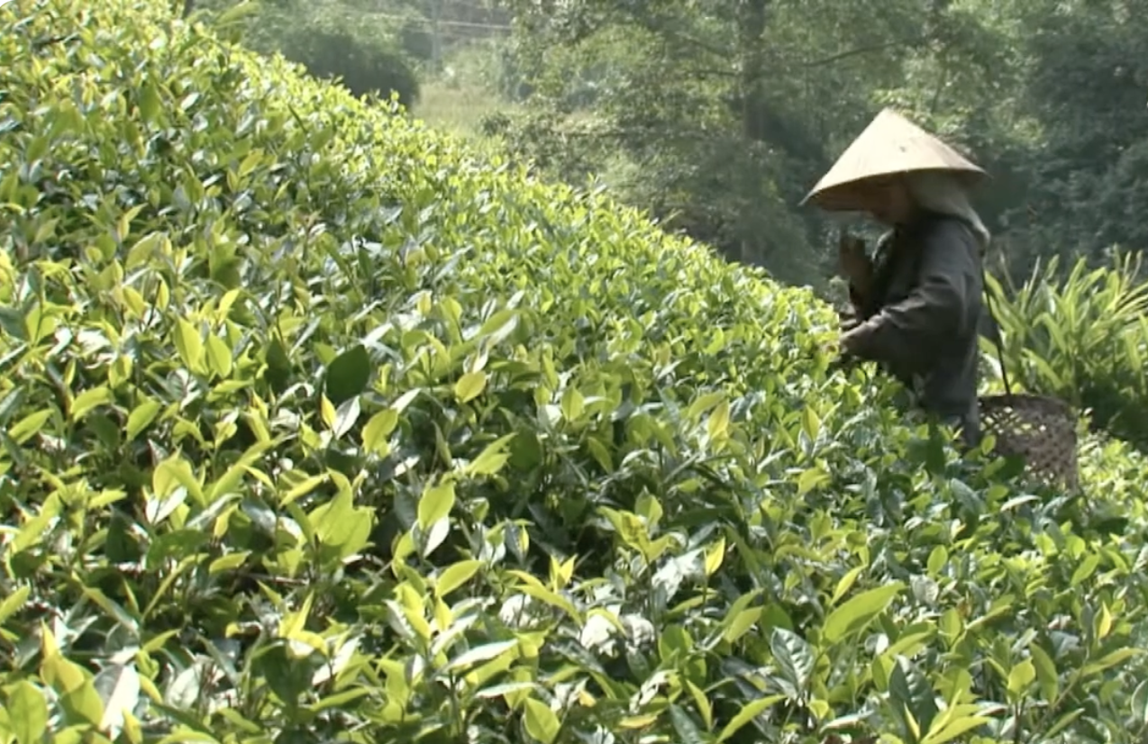 Lào Cai: Tái cơ cấu ngành nông nghiệp gắn với xây dựng nông thôn mới