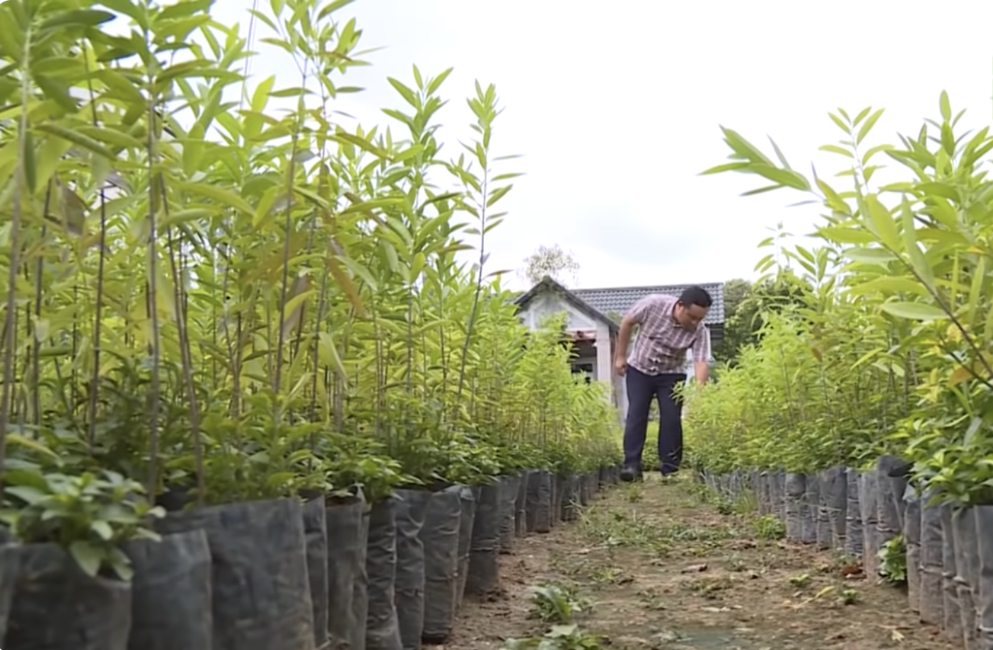 Thông tin không chính xác có thể dẫn đến những quyết định sai trong quản lý, sản xuất và tiêu thụ nông sản