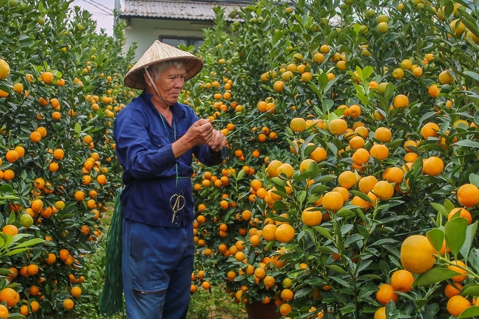 Thương lái 'ôm' gần hết hàng, người dân thủ phủ quất cảnh miền Trung lãi lớn