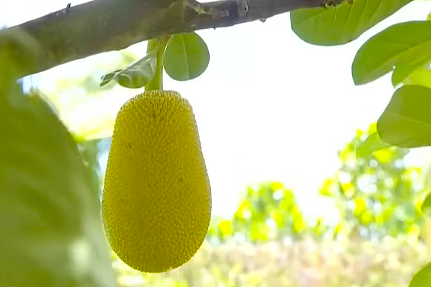 Hậu Giang: Chú trọng ứng dụng ICT đảm bảo việc truy xuất nguồn gốc nông sản