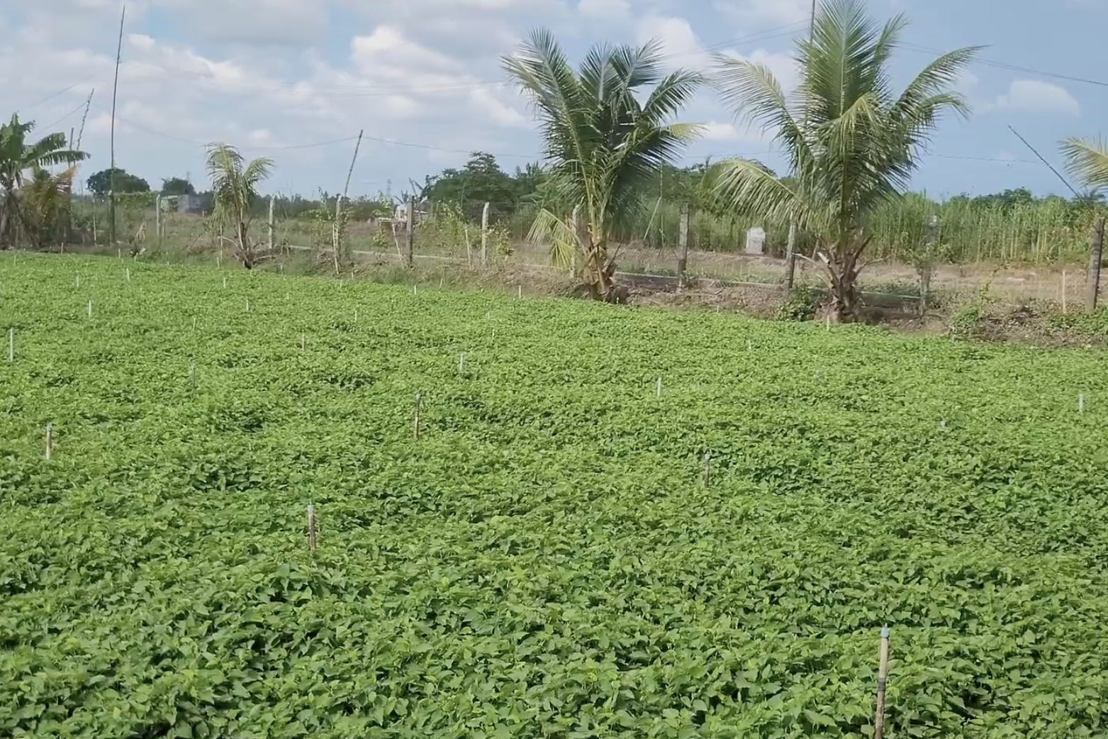 Khuyến nghị nông nghiệp dựa trên thông tin khí hậu địa phương giúp nhà nông giảm bớt rủi ro