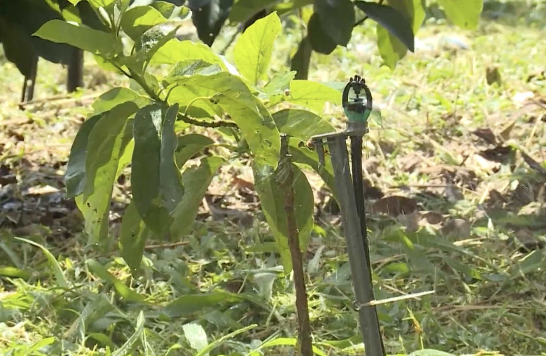 Ứng dụng công nghệ tưới tiết kiệm giúp giảm chi phí trong sản xuất nông nghiệp