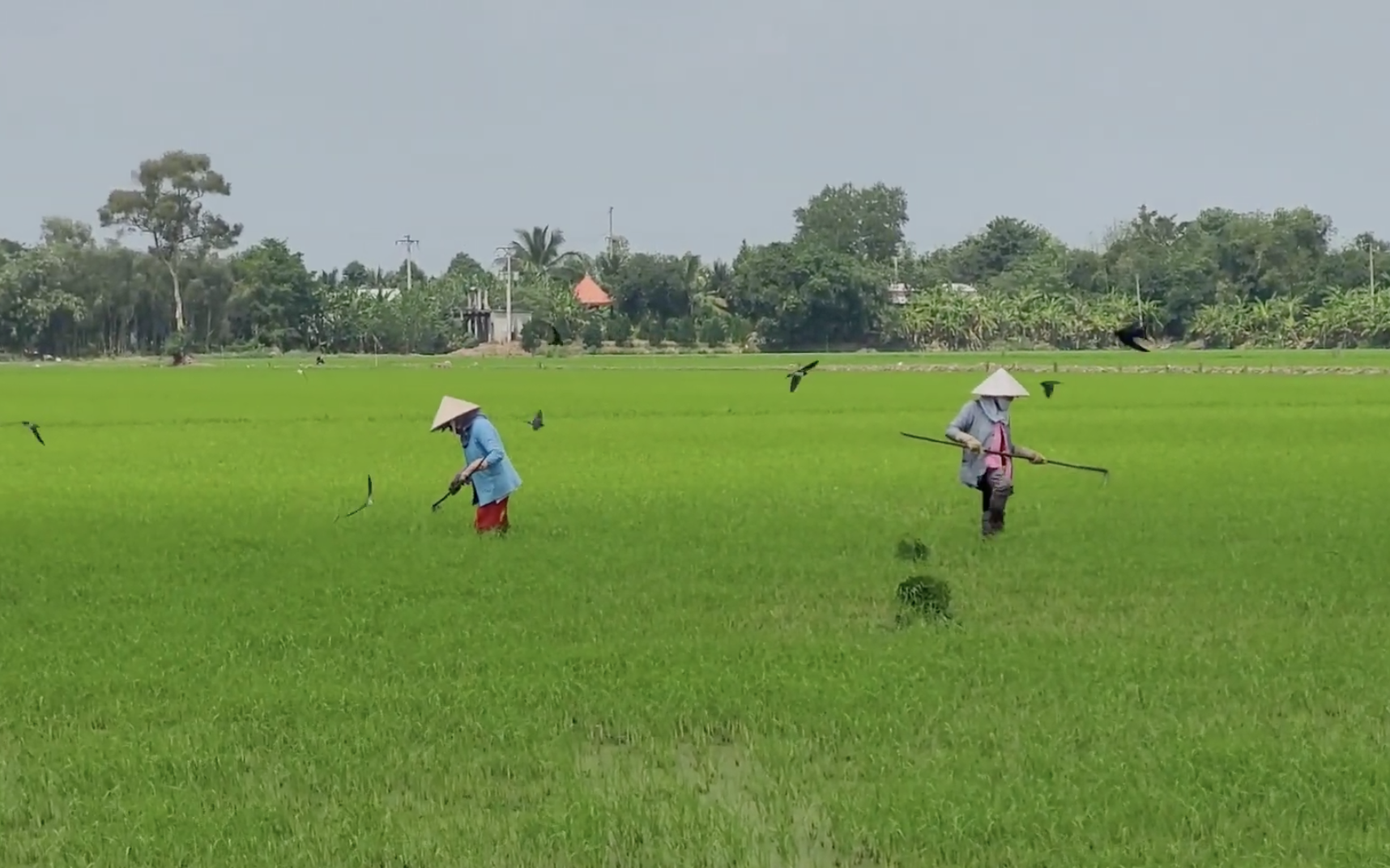 Hậu Giang: Xây dựng CSDL đất đai cập nhật chỉnh lý biến động thường xuyên trên nền tảng công nghệ