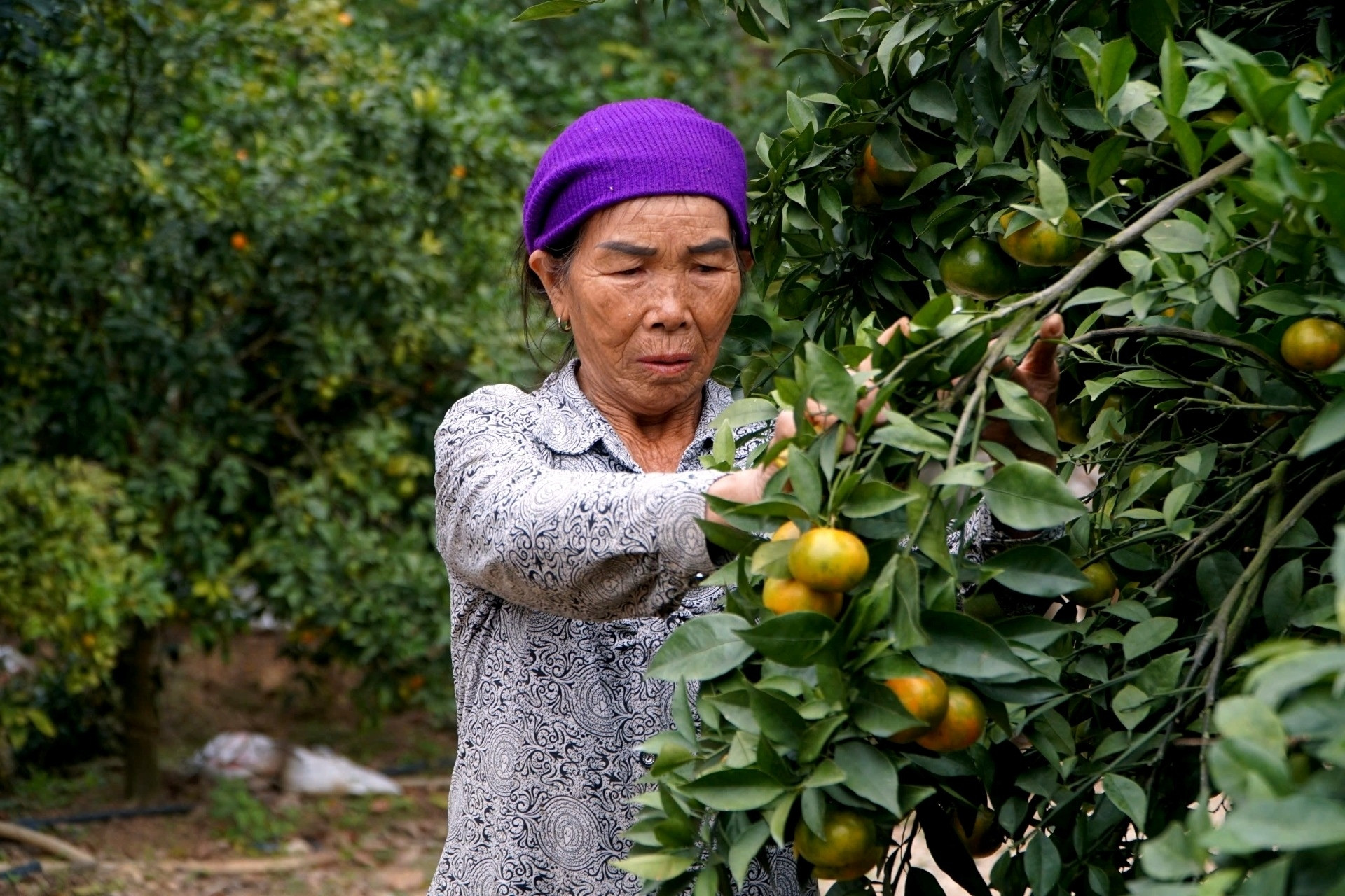 Vợ chồng lão nông Thanh Hóa bỏ túi tiền tỷ mỗi năm nhờ vườn cây ăn quả