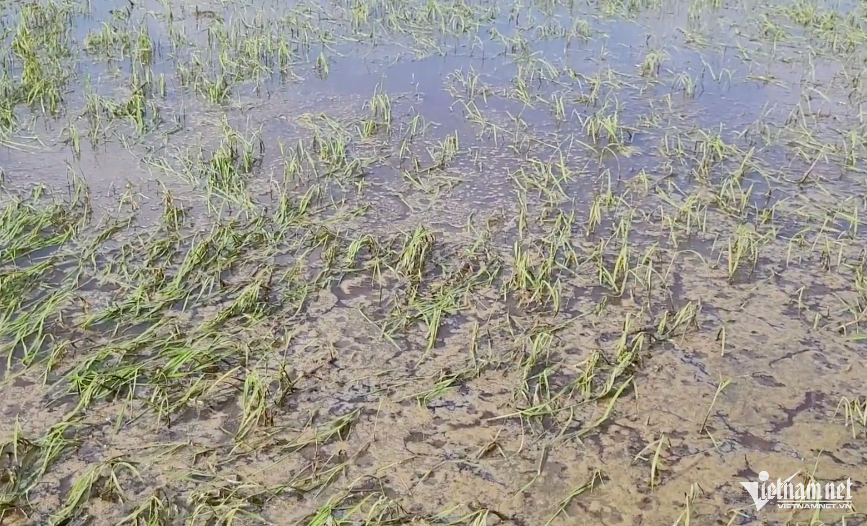 W-Ảnh màn hình 2025 01 11 lúc 07.53.30.png