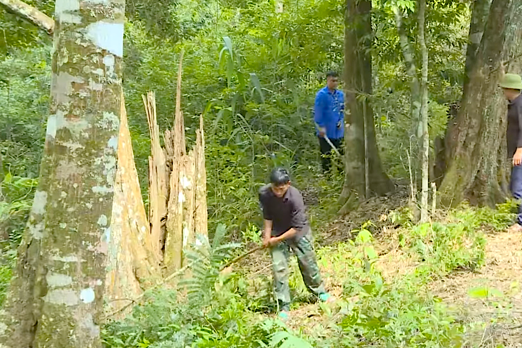 Hệ thống nền thông tin quản lý ngành lâm nghiệp (FORMIS)