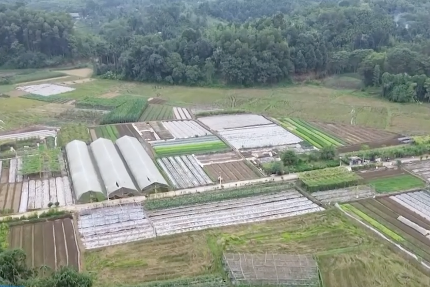 Mã số vùng trồng là xu thế và là điều kiện bắt buộc trong tương lai gần.