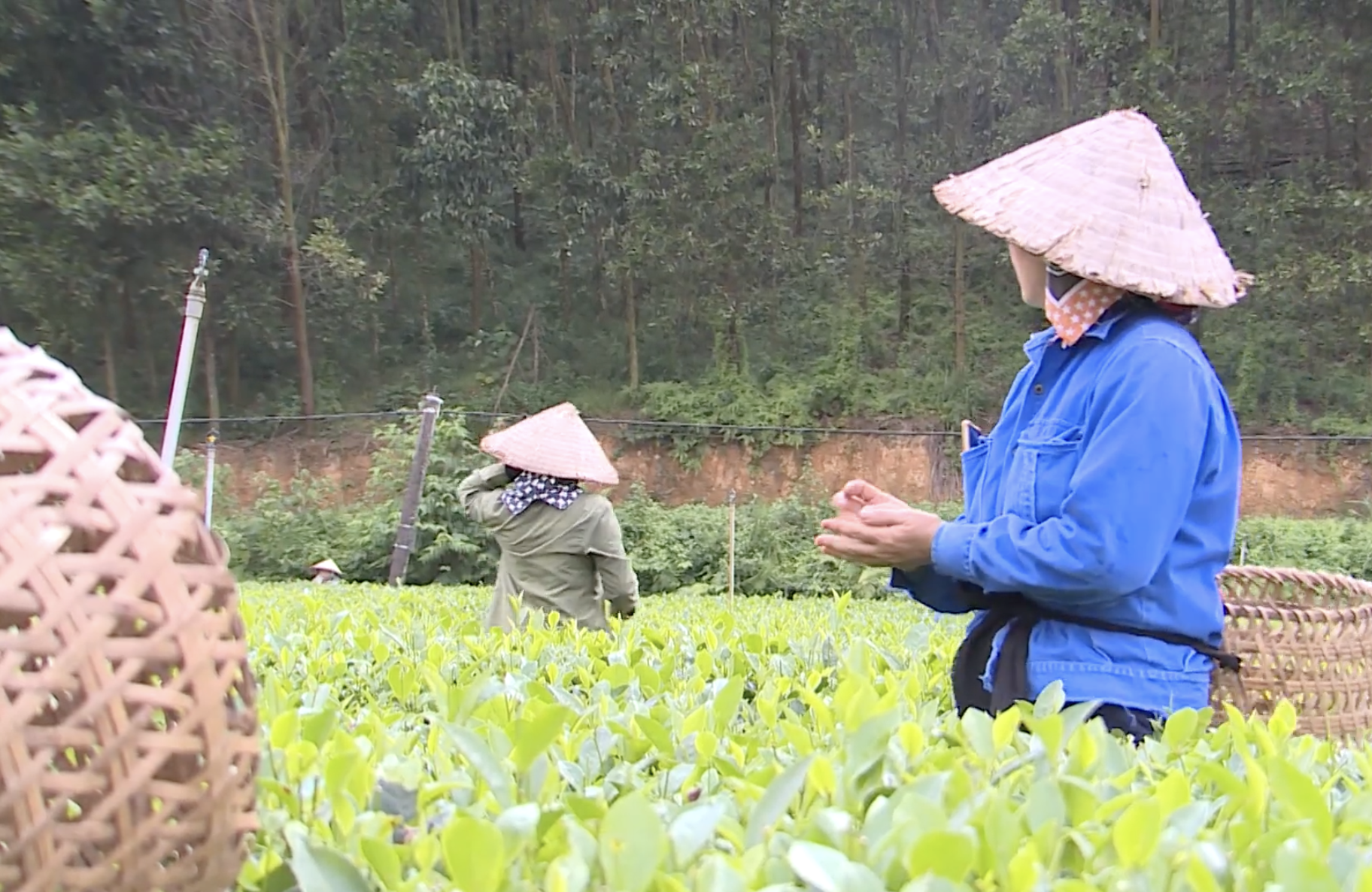 Thái Nguyên đặt mục tiêu việc xây dựng cơ sở dữ liệu ngành nông nghiệp tận gốc