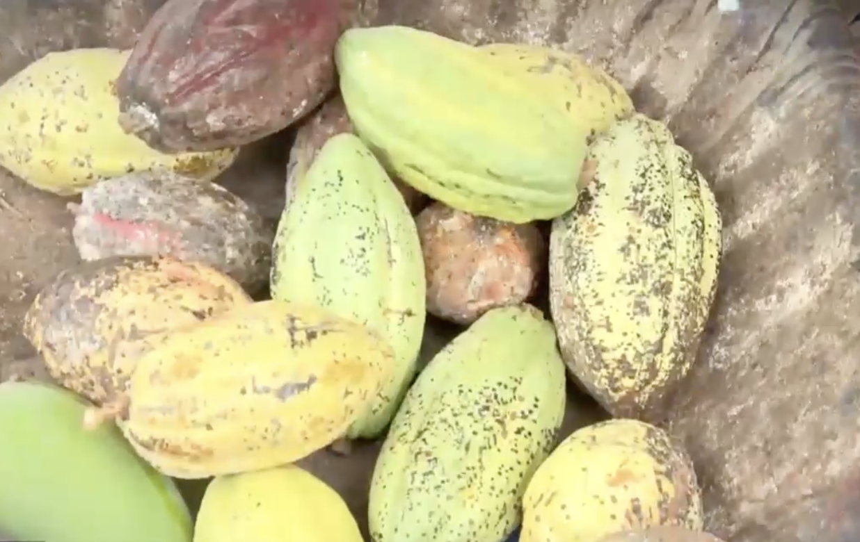 Bà Rịa-Vũng Tàu: Thí điểm cài đặt ứng dụng Sổ tay theo dõi tình hình sản xuất trồng trọt