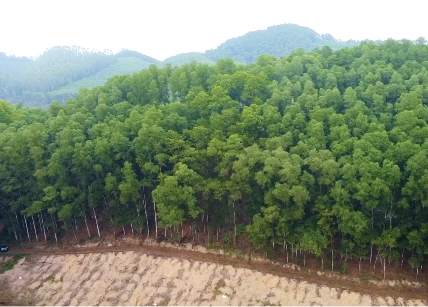 Chuyển đổi số góp phần thúc đẩy phát triển lâm nghiệp bền vững