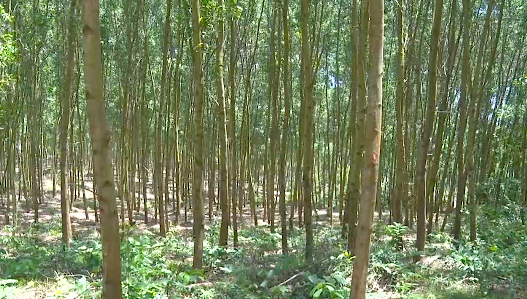 Bảo đảm dòng chảy thông tin liên tục về tính hợp pháp của gỗ nguyên liệu từ khâu trồng rừng-khai thác-thương mại