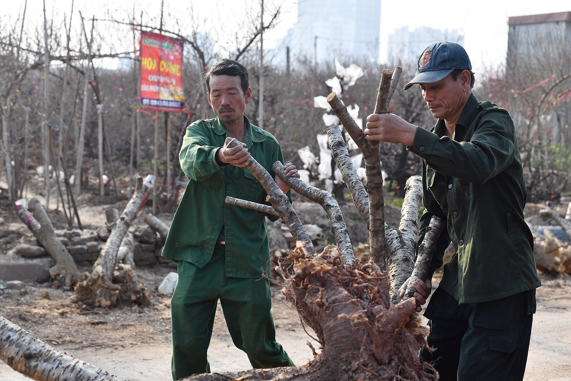 Đào Nhật Tân nhập gốc vùng cao về trồng lại, kịp ra hàng vụ Tết