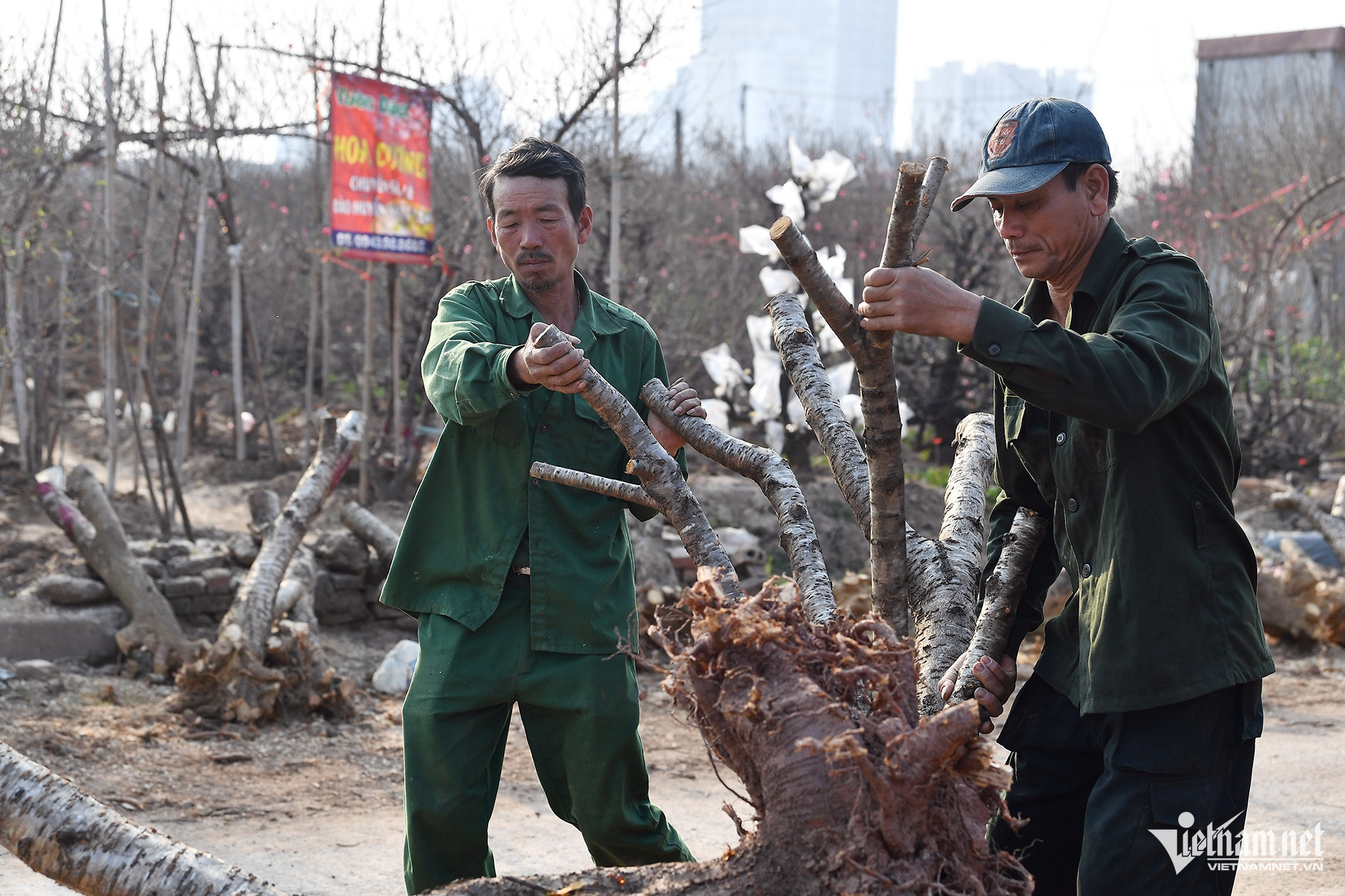 W-vuon dao_0.JPG.jpg