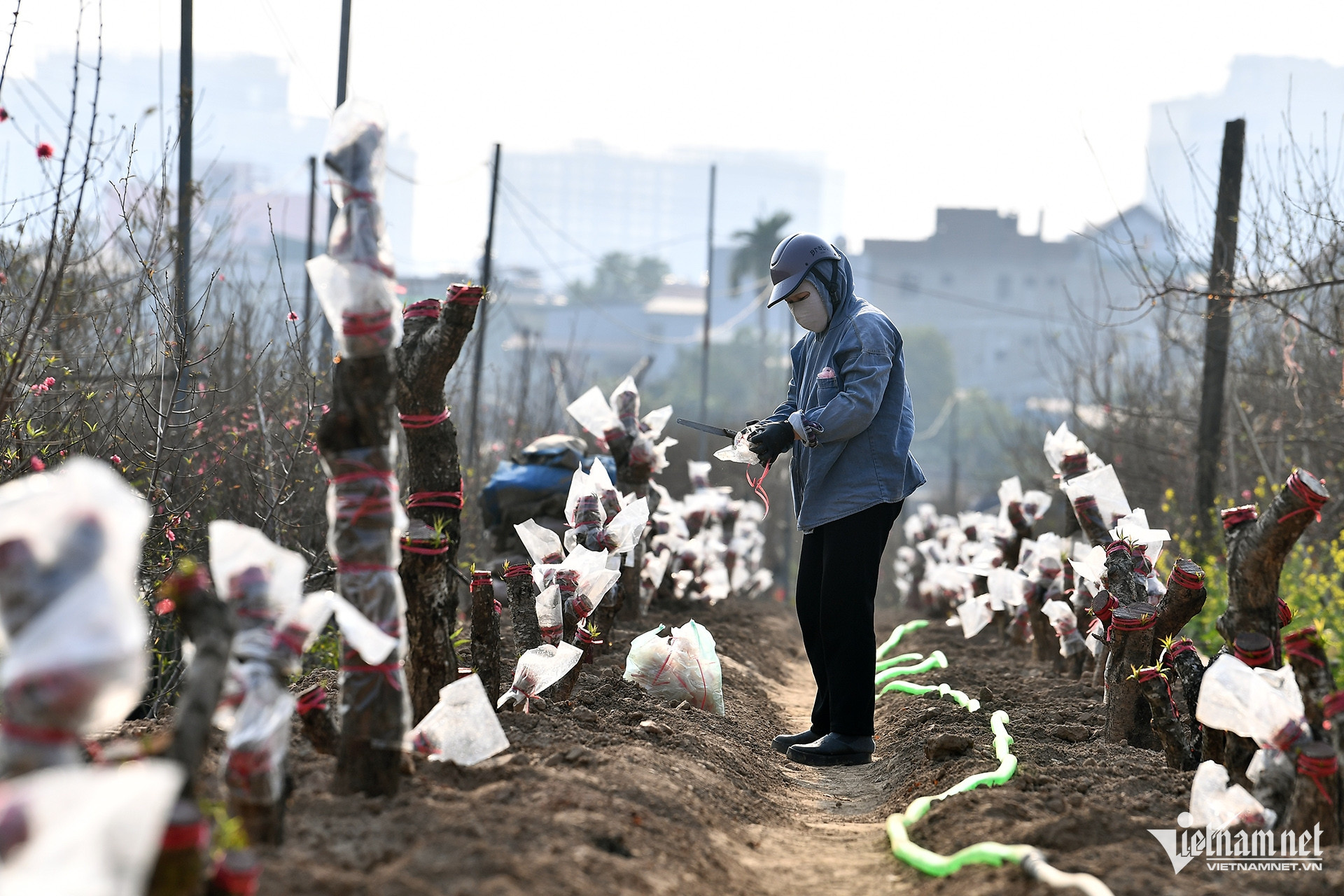 W-vuon dao_1.JPG.jpg