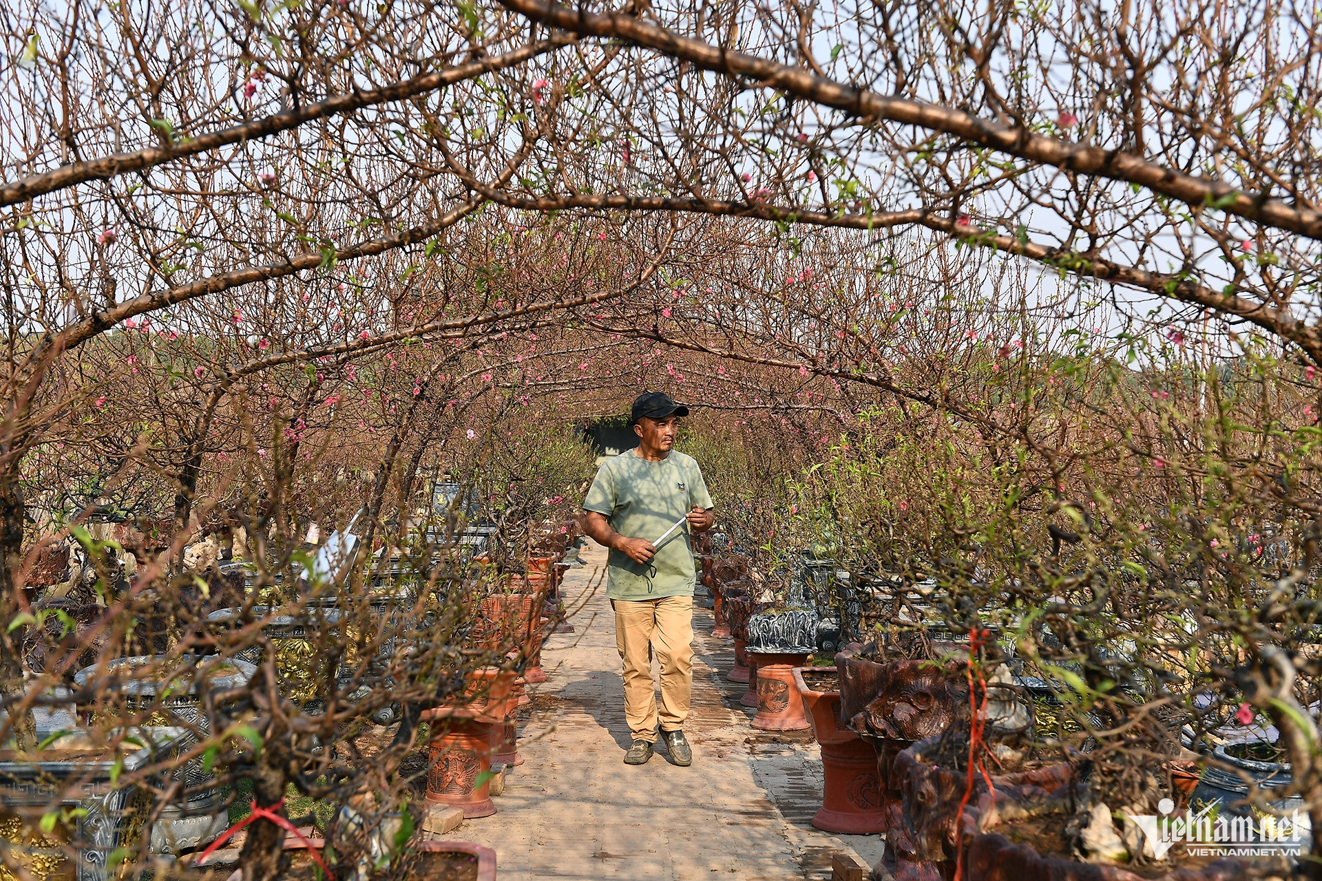 W-vuon dao_4.JPG.jpg