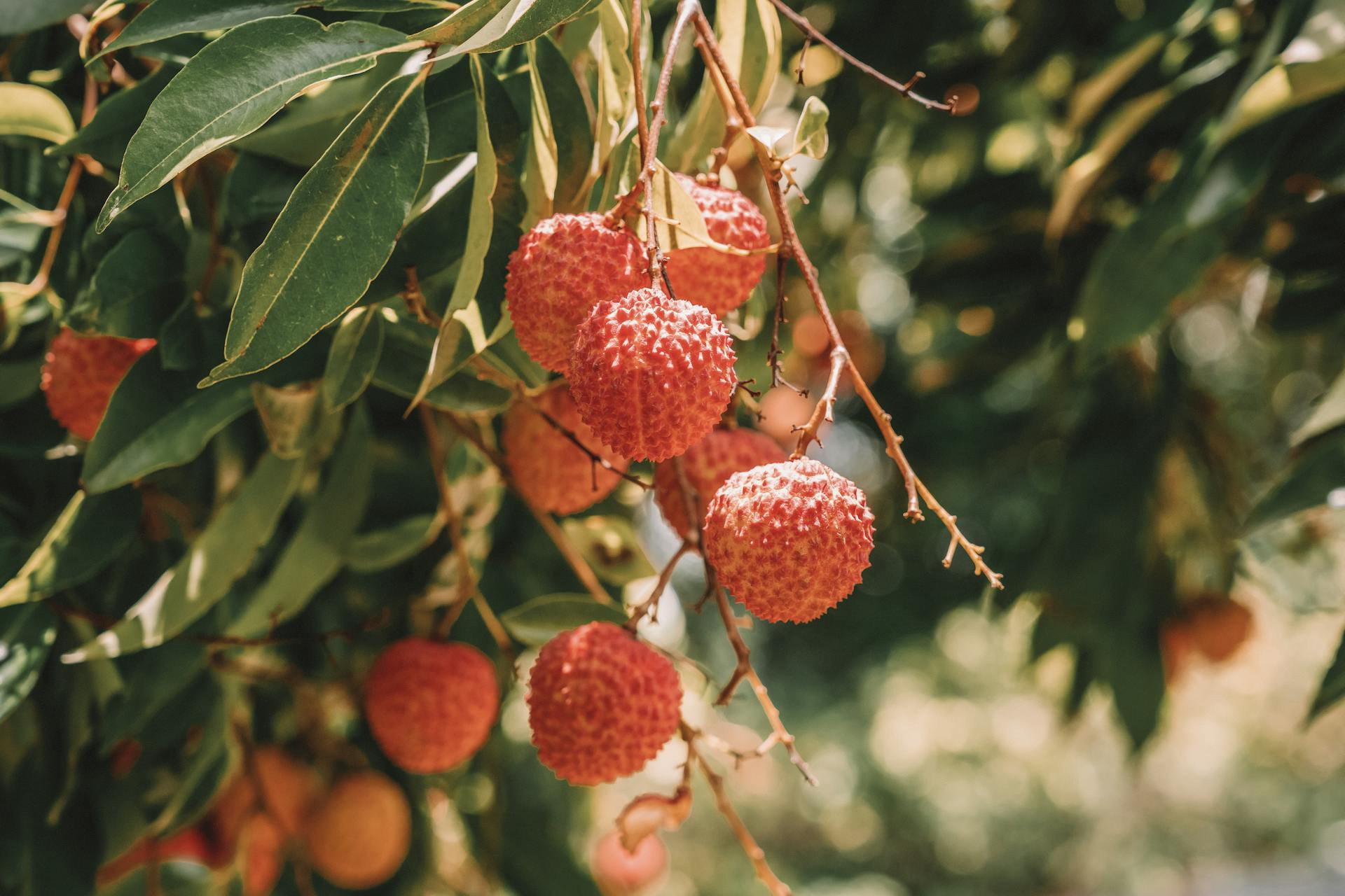 Loại quả đặc sản của Việt Nam được chuyên gia Mỹ đánh giá cao