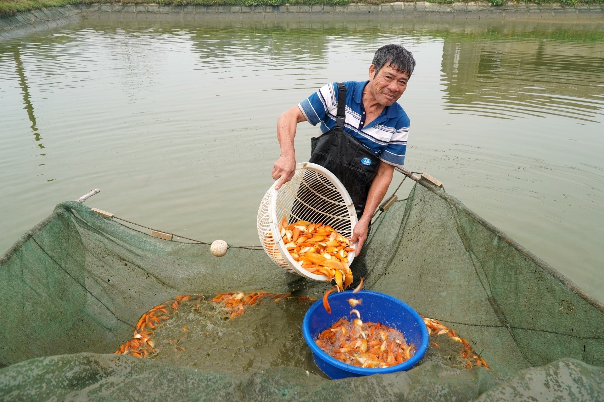 Cá chép đỏ cúng ông Công ông Táo tăng giá theo ngày