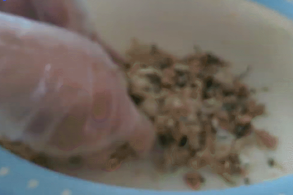 Đặc sản 'trời phú' có tên gọi lạ, không phải ai cũng dám ăn ở Thái Bình